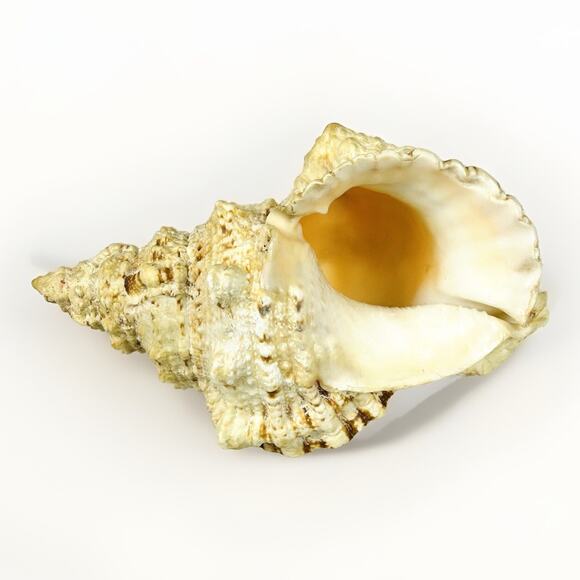 Conch Sea Shell 8” Natural Vintage Ocean Beach Decor - Picture 7 of 7